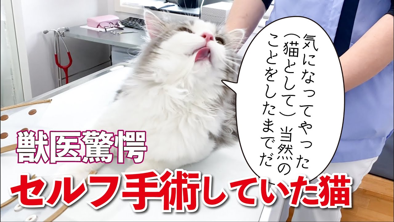 自分で自分の手術を大成功させちゃっていた猫がこちらです…