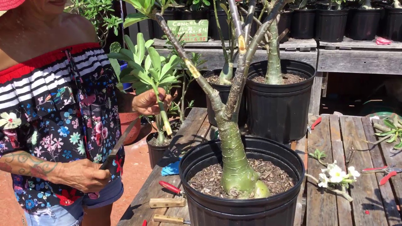 Desert rose grafting, a new way