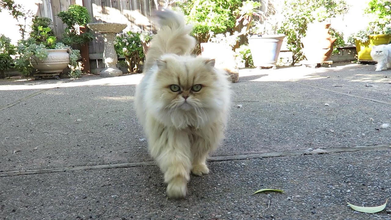 15 01 22 Walking my Persian kitties on a sunny day