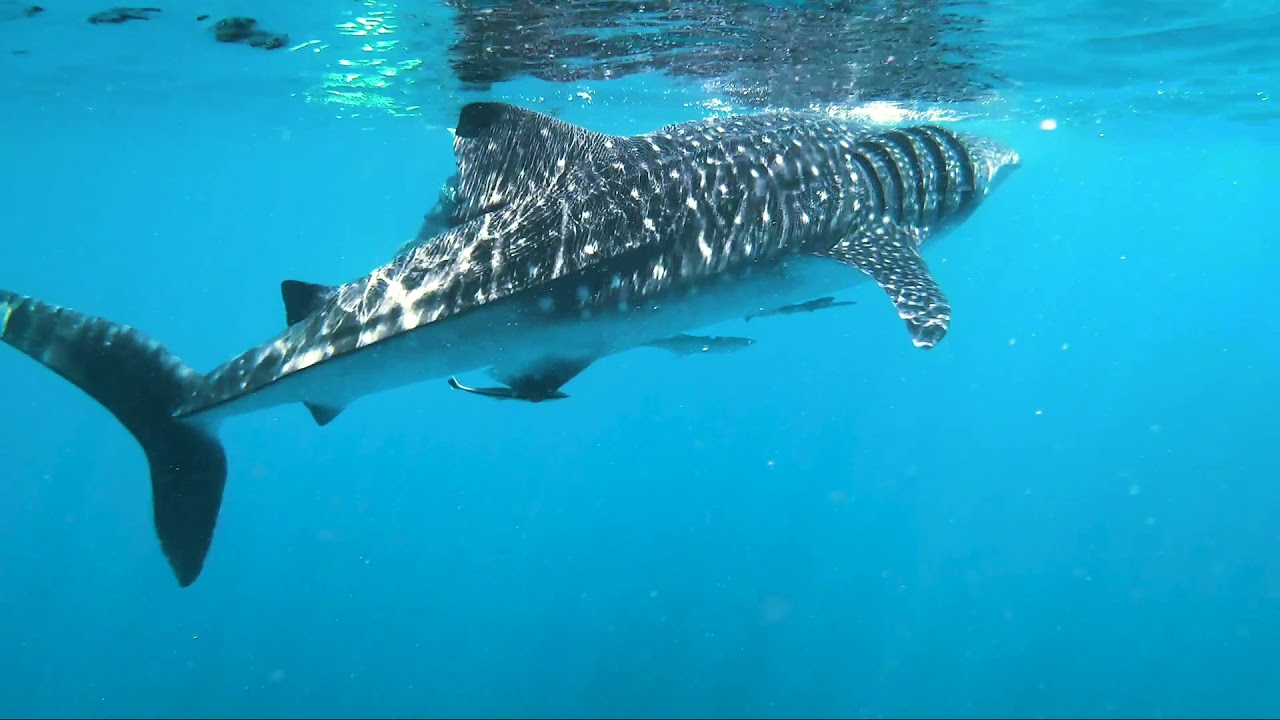 Snorkeling with Whalesharks in Oman, Daymaniyat Island