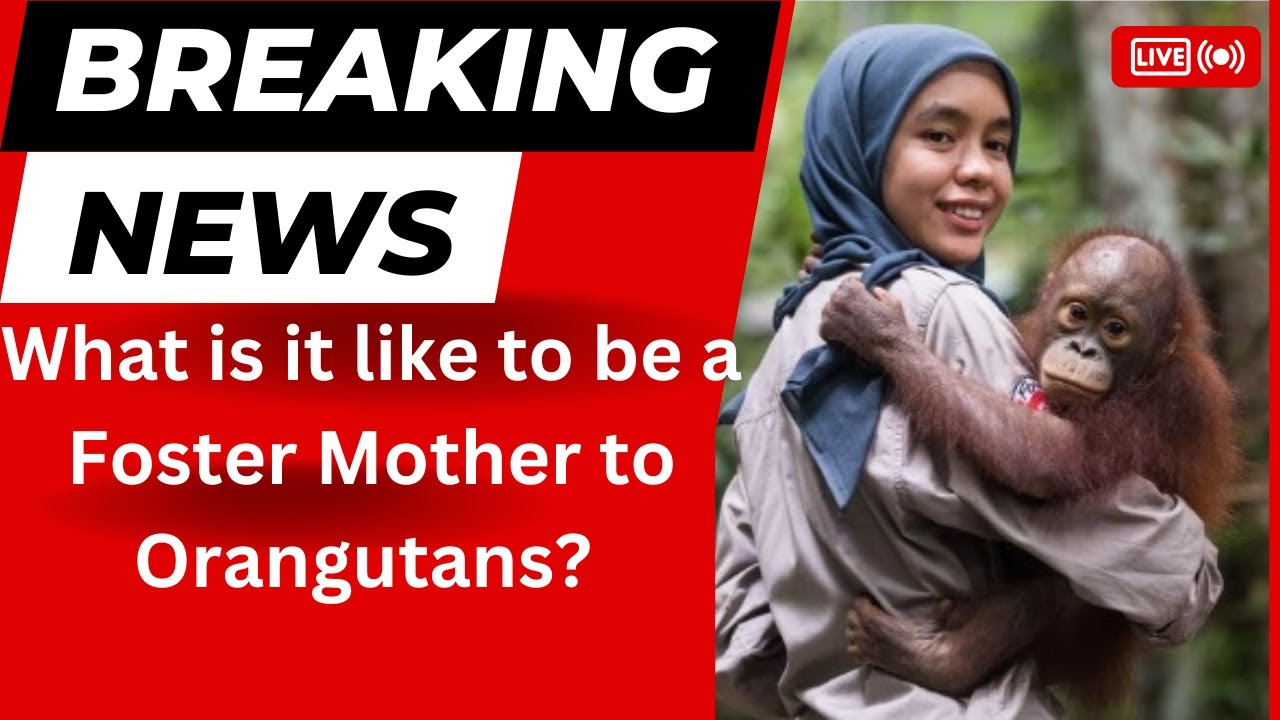 What is it like to be a Foster Mother to Orangutans