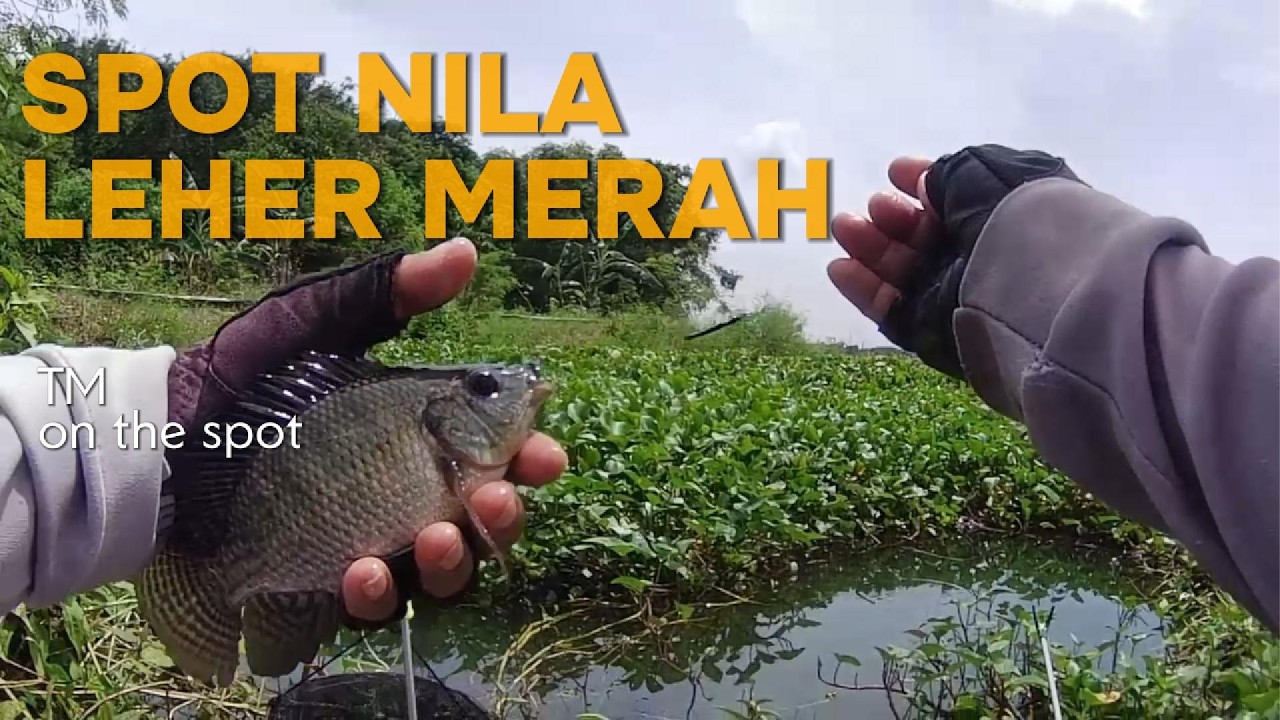 SPOT MANCING NILA LEHER MERAH