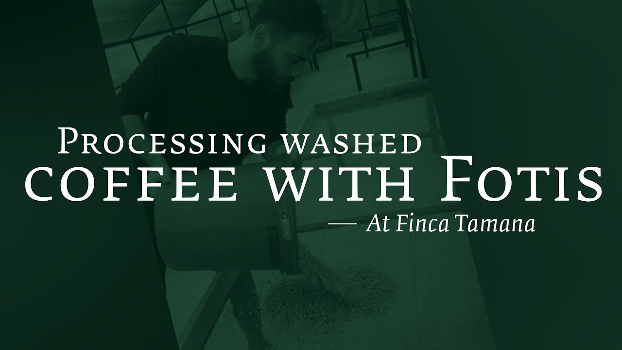 Processing Washed Coffee with Fotis at Finca Tamana