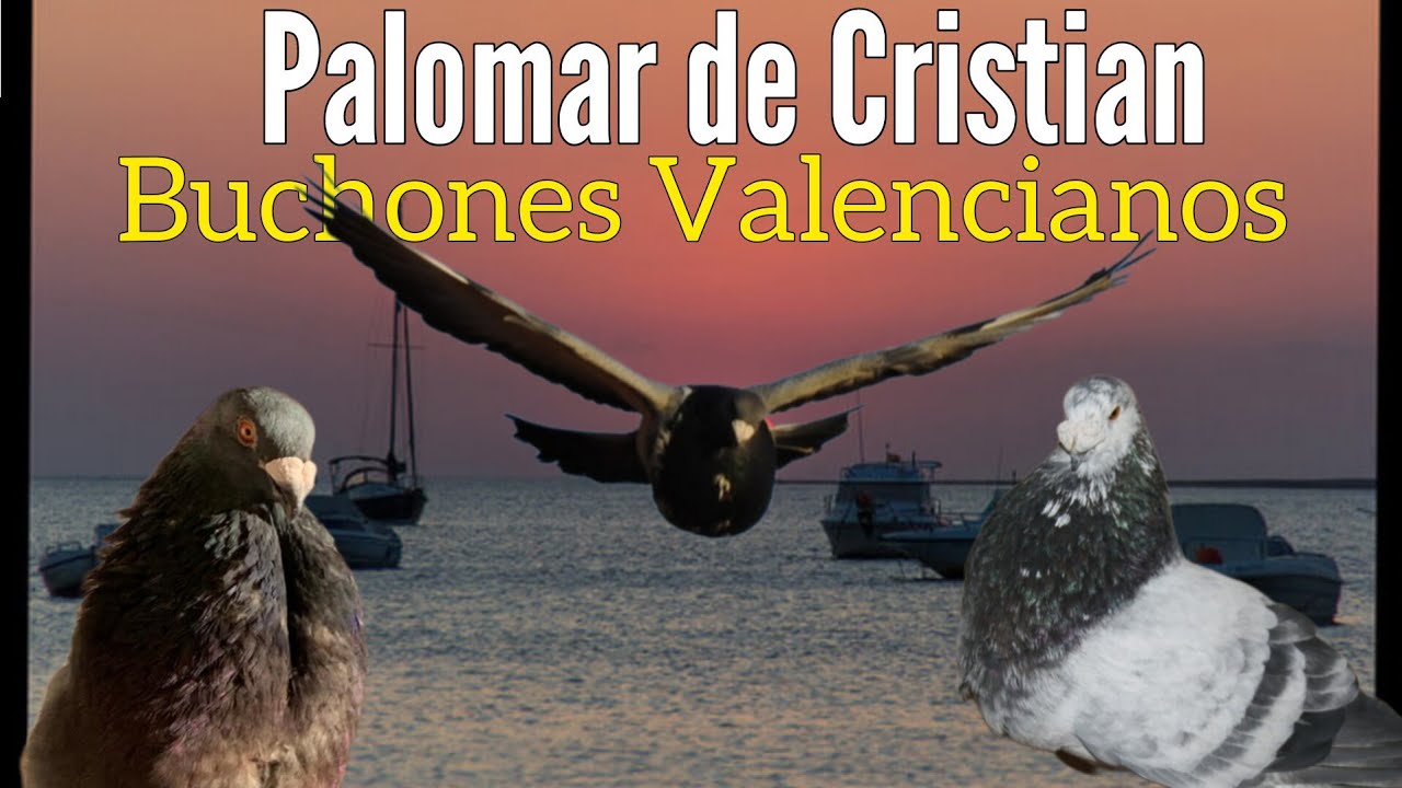 5 cosas que deberías saber sobre el Palomar de BUCHONES VALENCIANOS en Sanlúcar de Barrameda (Cádiz)