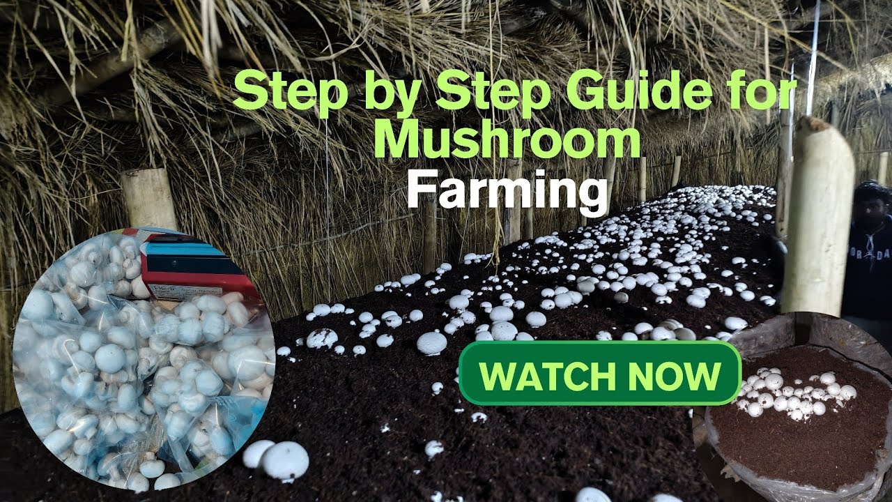 मशरूम खेती की पूरी जानकारी @utsavmushroomfarm. #mushroomfarming #business #startupindia 