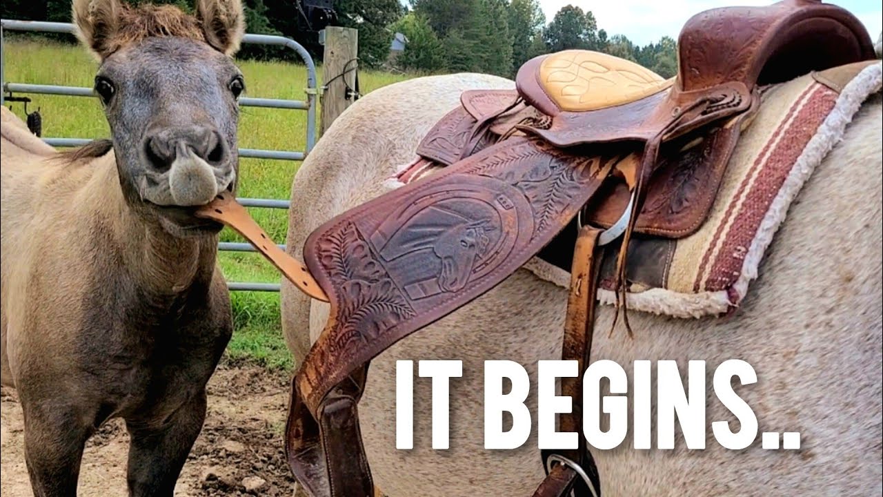 Foal Eats My Saddle?? | Willow, Xena, & Whinny update
