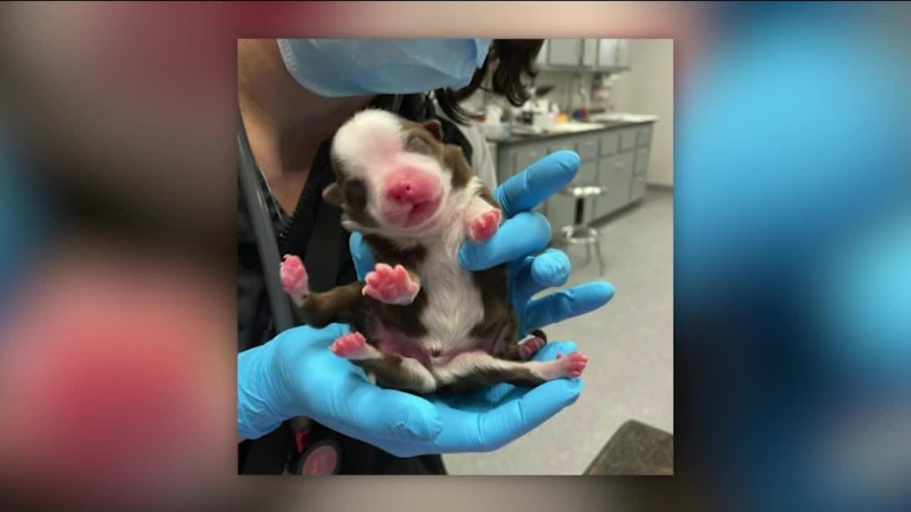 6-legged puppy born in Oklahoma in 'miracle,' vet says