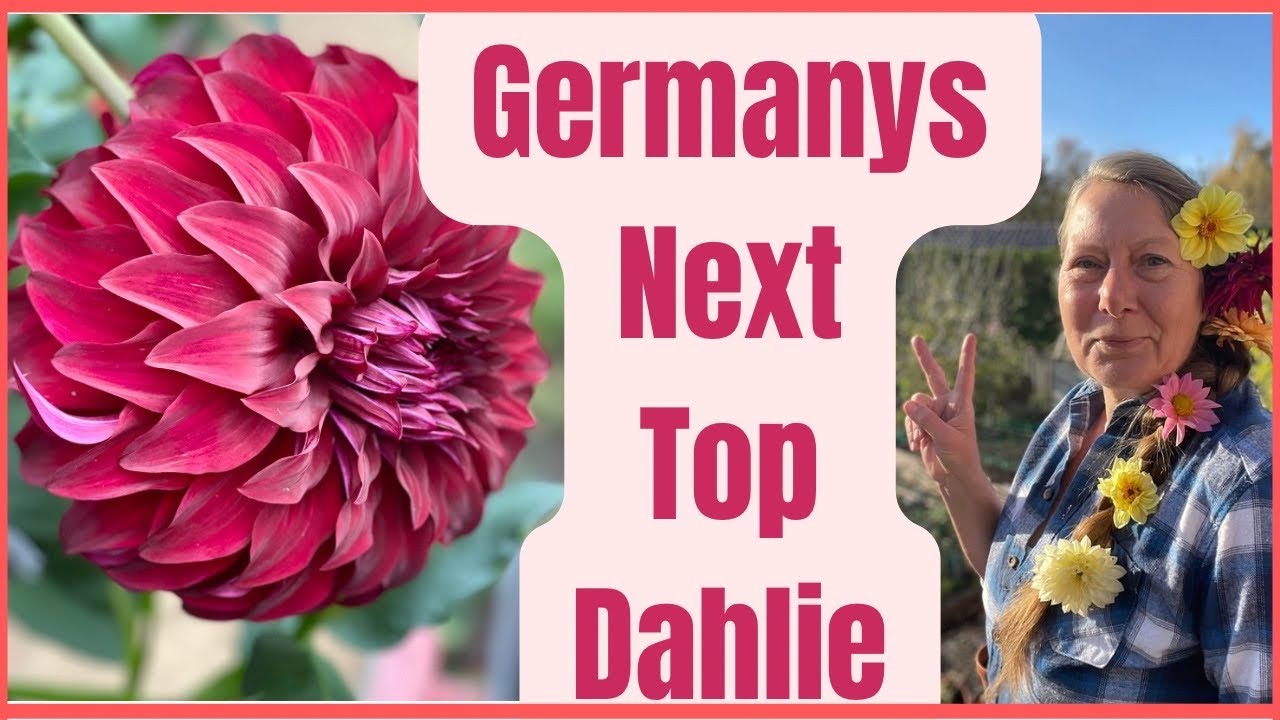 Germanys next TOP Dahlie - das Dahlien-Battle: über 40 Sämlinge im Test: welche werden überwintert?