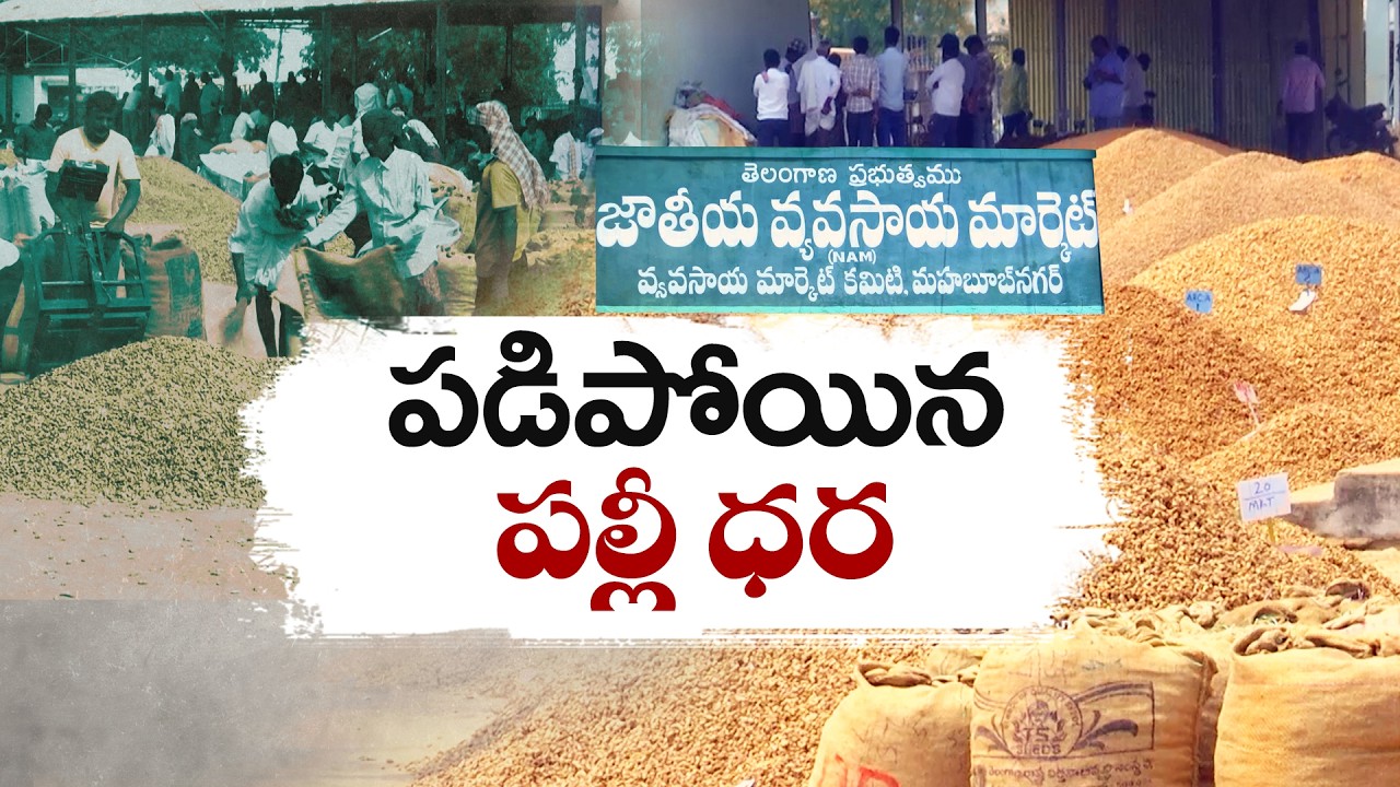Groundnut Prices Drop Sharply | Farmers Concerned at Palamuru District