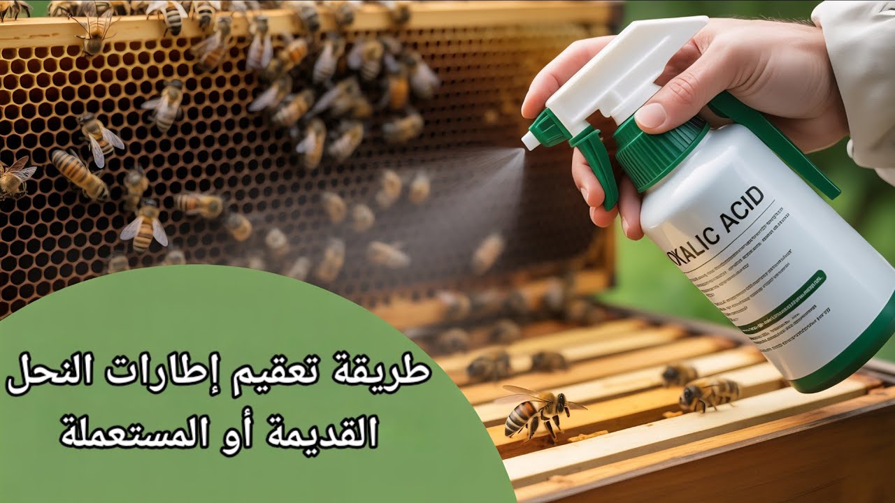 أفضل طريقة لتعقيم إطارات خلايا النحل القديمة وحمايتها من الأمراض