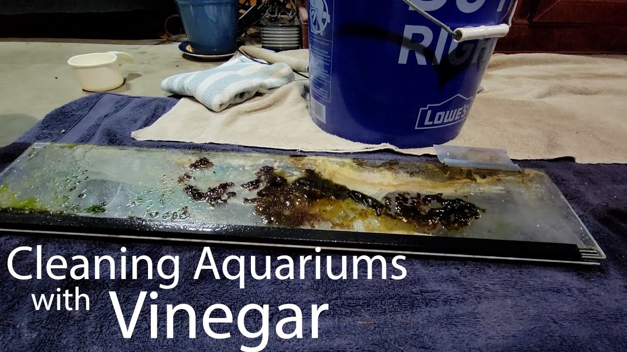 Cleaning Aquariums With Vinegar