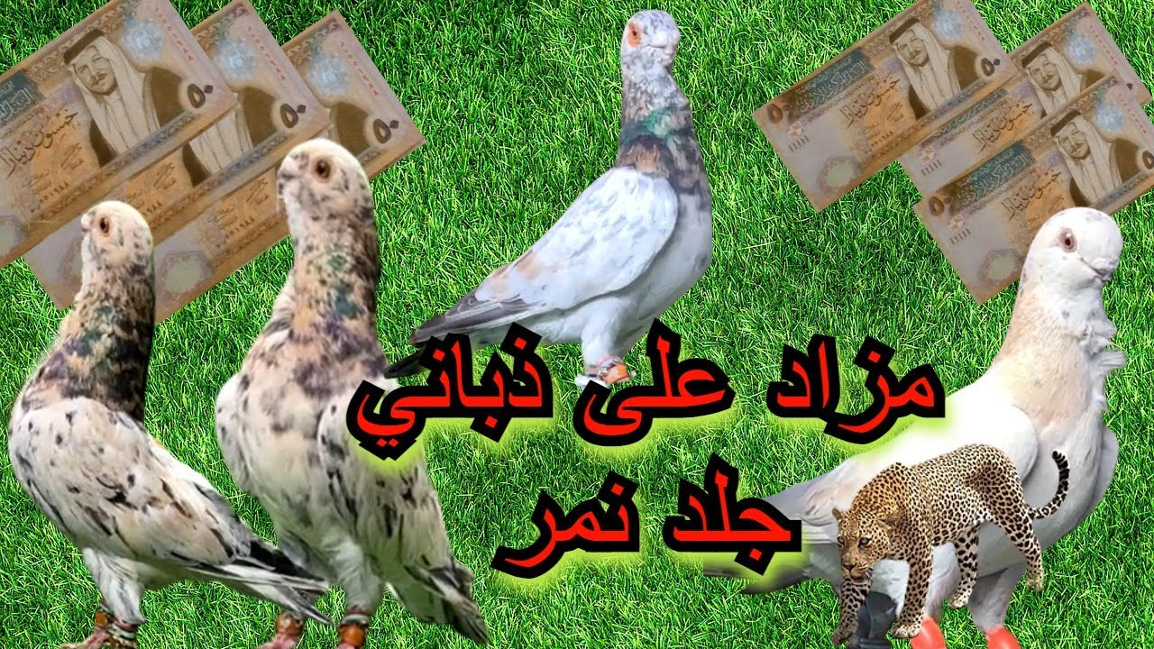 اجمل طيور حمام الكش مزاد على ذبانيات فحول وطواير ذباني قطش و ذباني جلد نمر جميلات