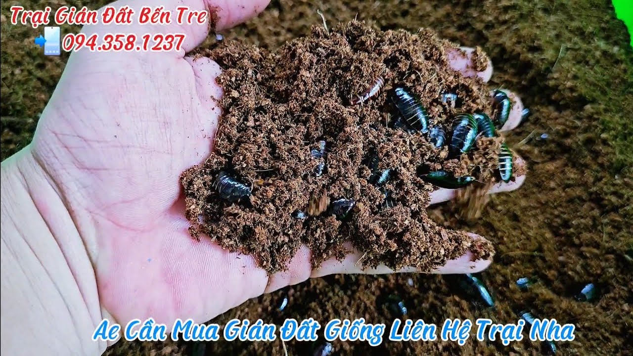 Kỹ Thuật Nuôi Gián Đất Sinh Sản Hiệu Quả 