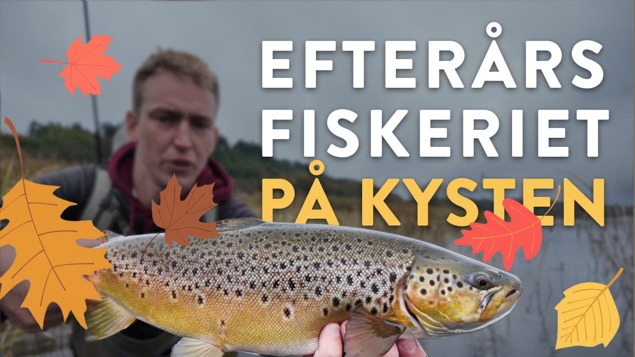 Fang flere havørreder om efteråret - Stor fisk og mega bonanza!
