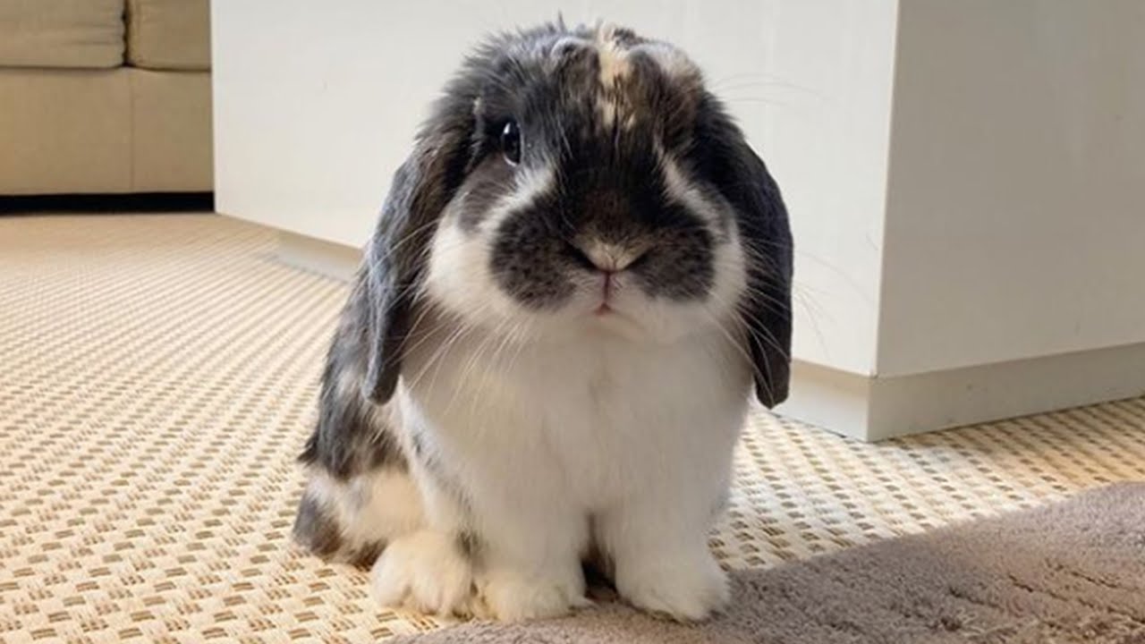 Mini Lop The Cutest Rabbit Breed Of The World