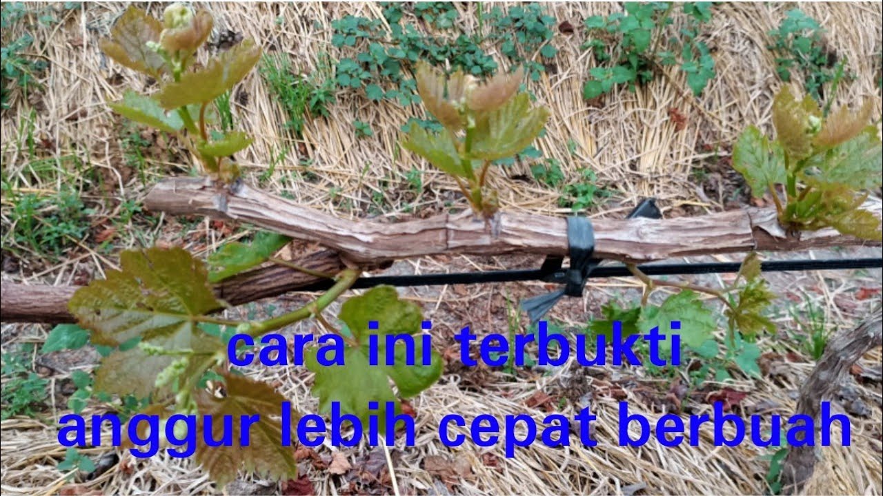 Cara paling cepat membuat tajuk anggur