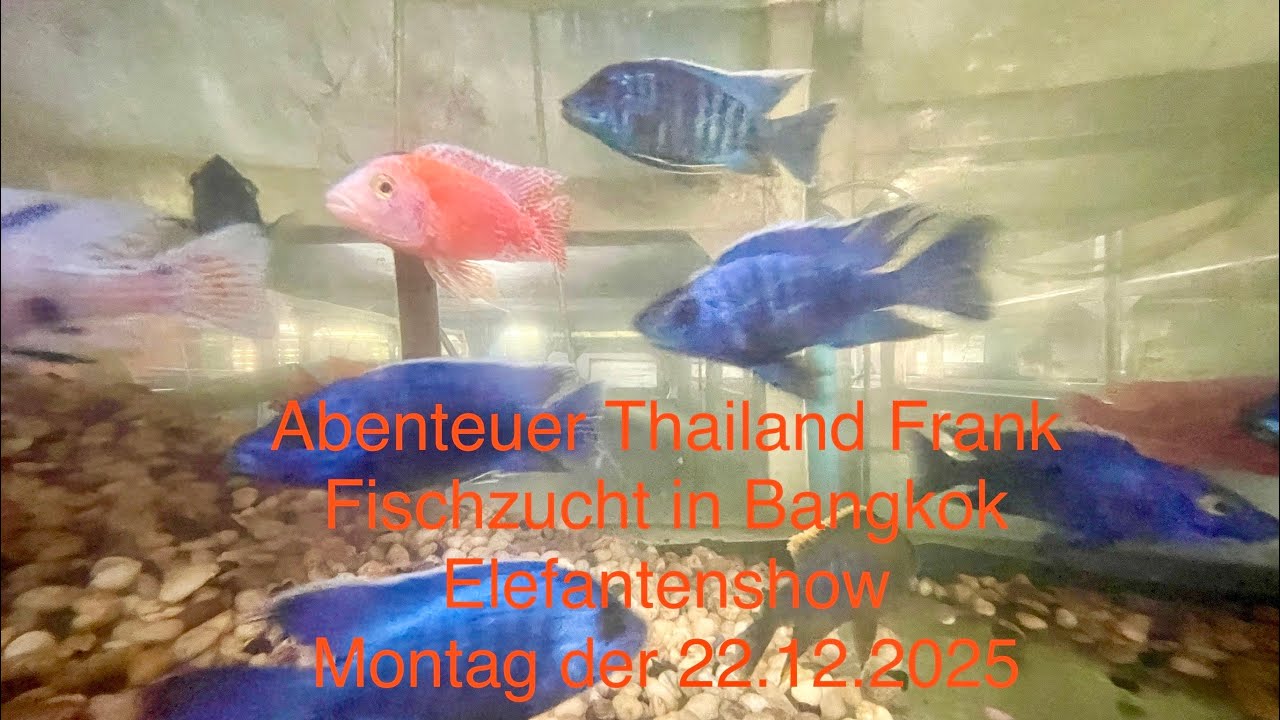 Abenteuer Thailand Frank Reisetag Samutprakan Montag der 22.12.2025