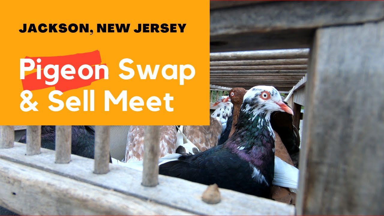 Jackson, New Jersey PIGEON Swap and Sell Meet
