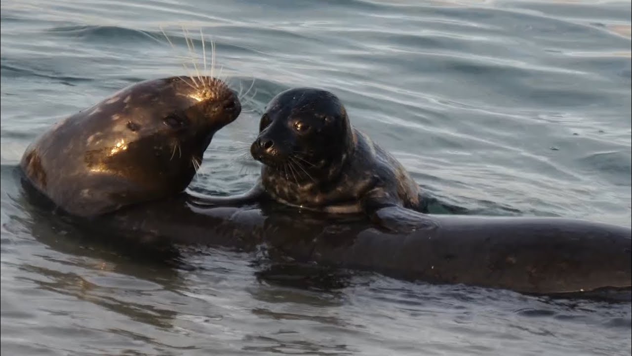 Baby Seal Rides On Mom