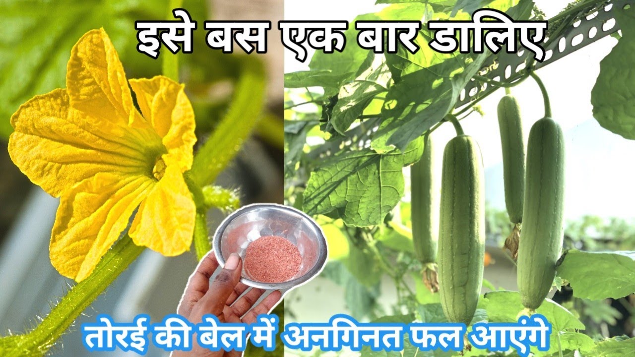 इसे बस एक बार डालिए,तोरई की बेल में अनगिनत फल आएंगे