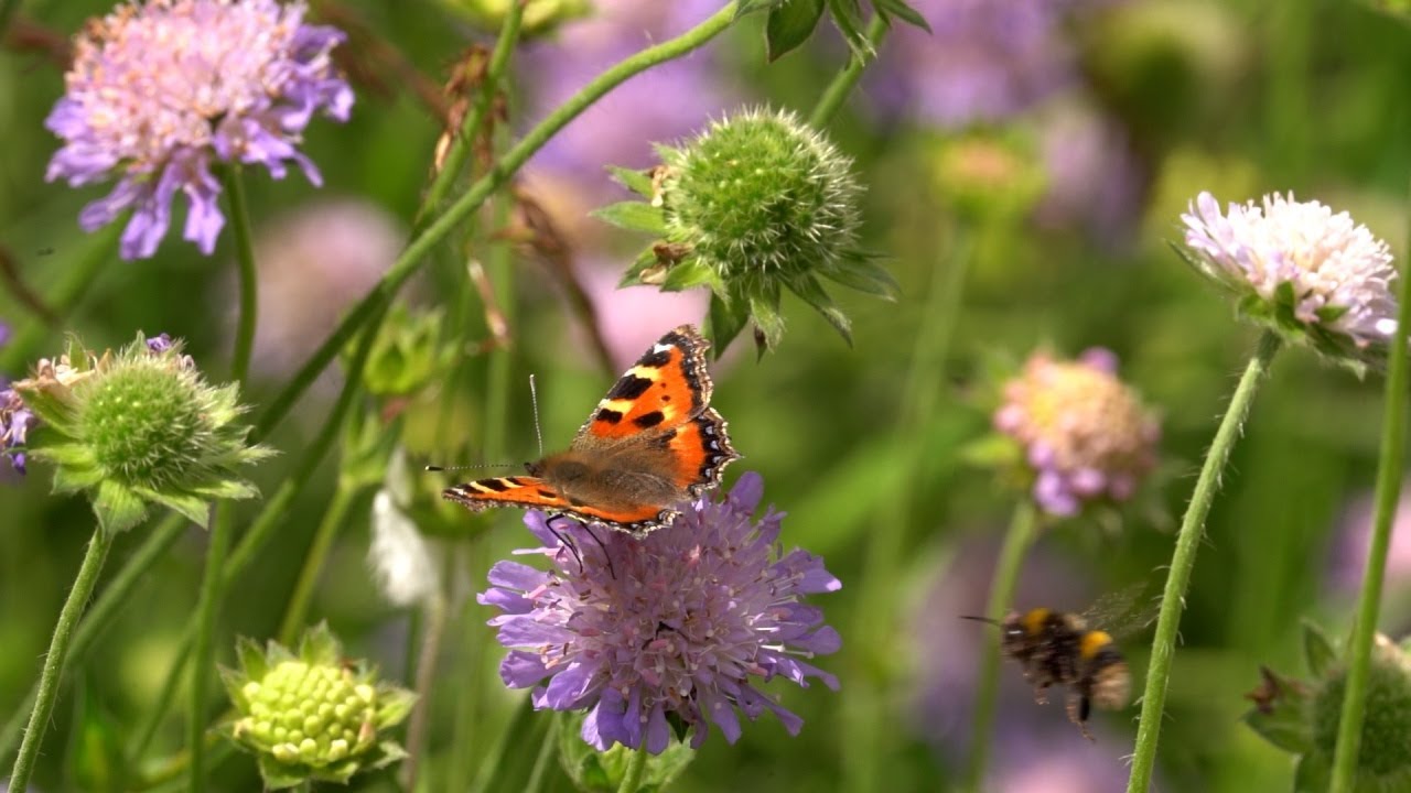 How I Planted a Wildflower Meadow To Enjoy Wildlife All Year |  My Wildlife Hacks | Robert E Fuller