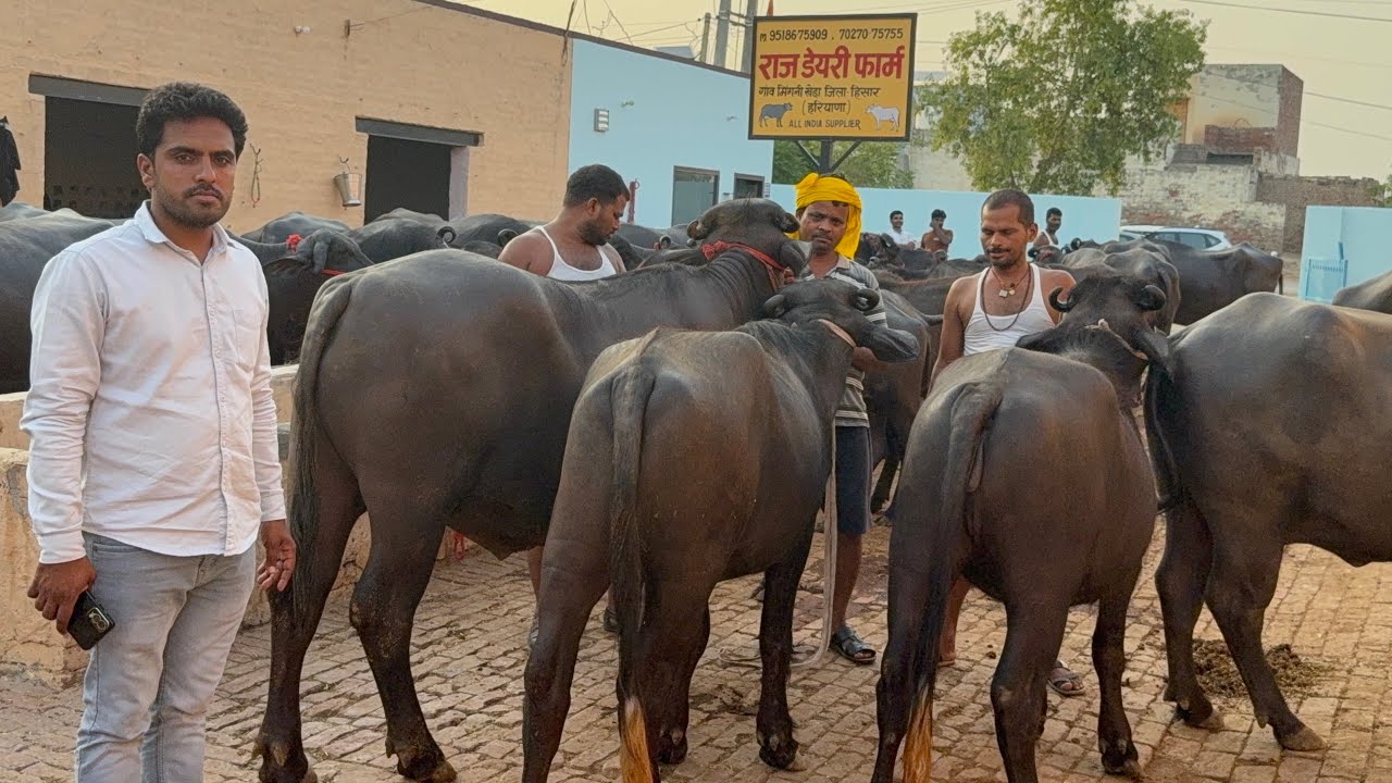 👍 online जा रही महाराष्ट्र सोलापुर में 11 कटडी , 1 बुल व 3 मुर्रा भैंस राज डेरी फ़ार्म से