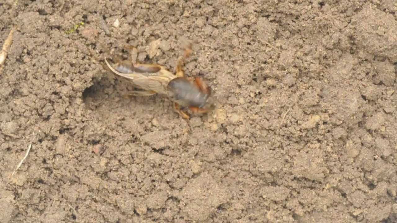 Mole cricket Gryllotalpa gryllotalpa
