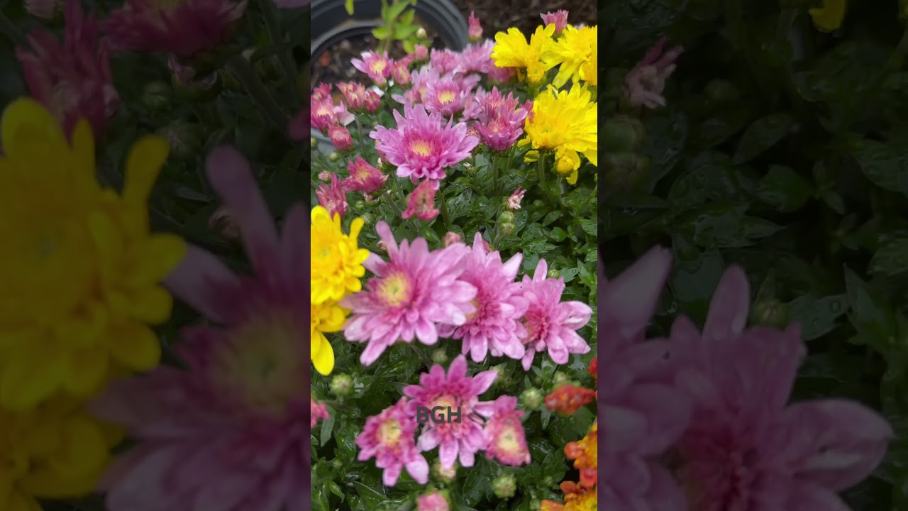 Do you want to enjoy 3 months of beautiful fall display? Shop $5 Tricolor mums from ShopRite