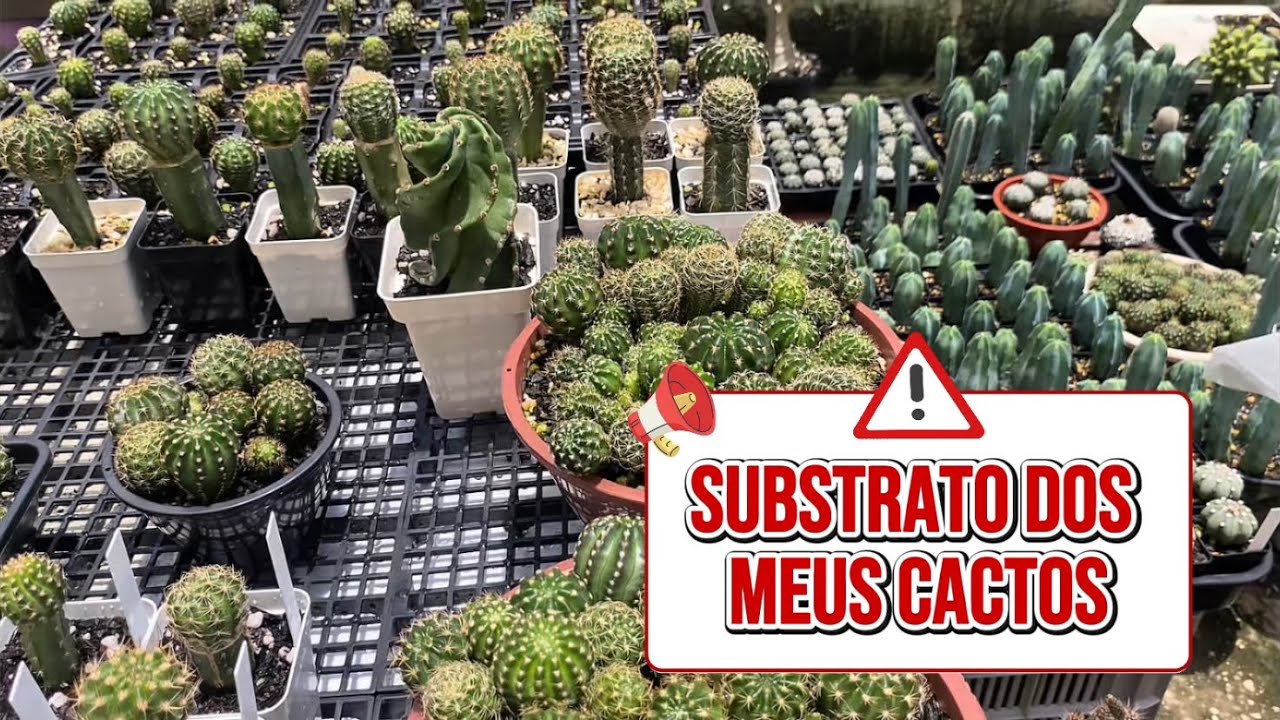 Substrato Que Uso No Cultivo Dos Meus Cactos🌵