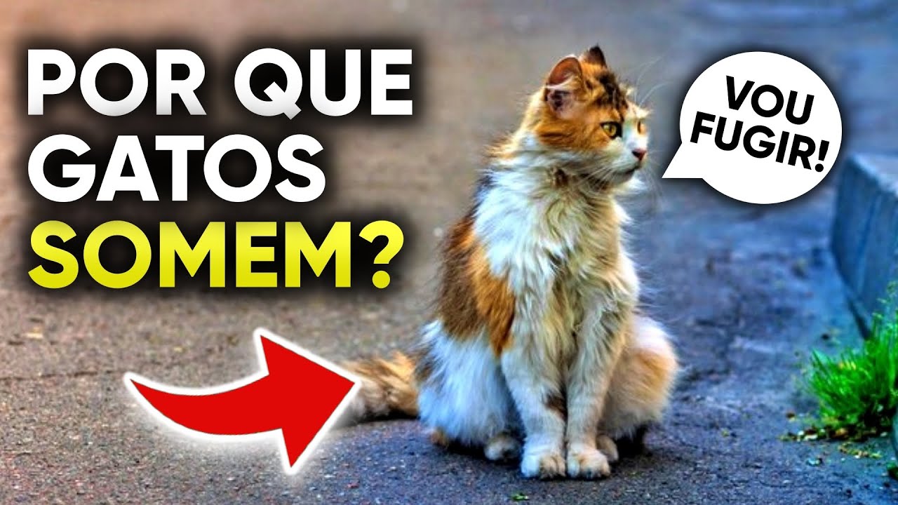 POR QUE OS GATOS SOMEM?