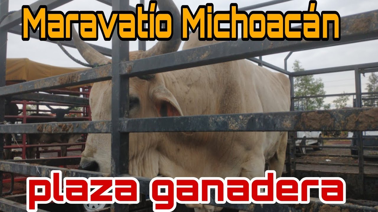 Ganado pesado / MARAVATIO MICHOACAN / plaza ganadera @ElRanchoyyoTagDominguez