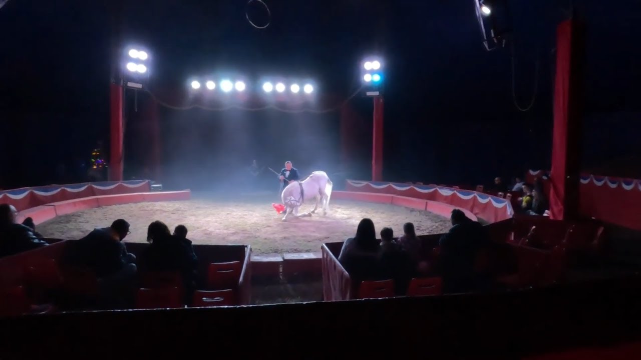 Circus Wegliams Cercola. Vale davvero la pena?! Osserviamo insieme