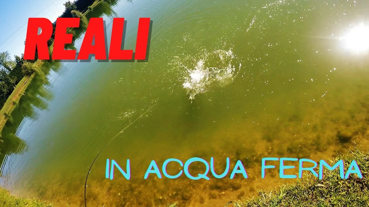 Pesca ai persici reali in acque ferme