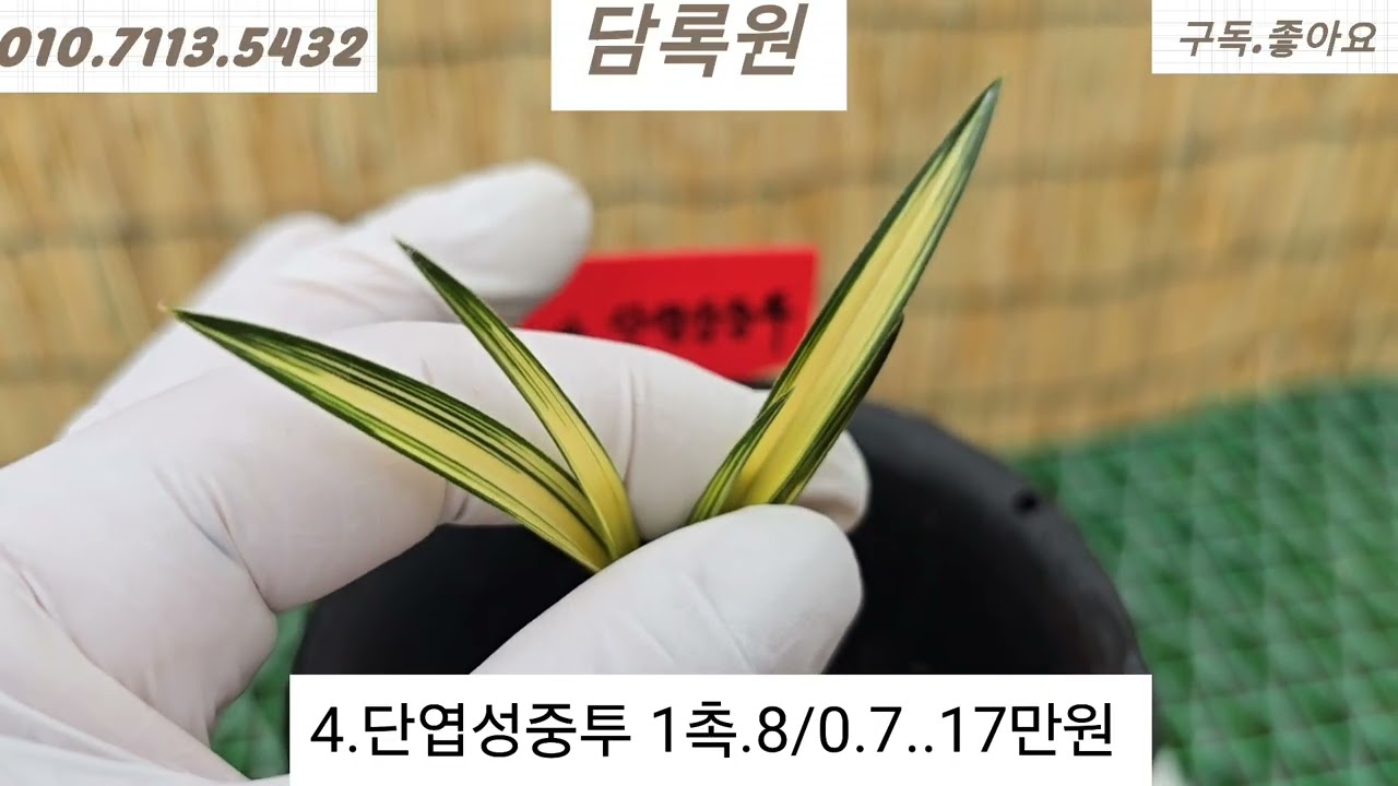 2월14일 입변극황중투 외. 10품종