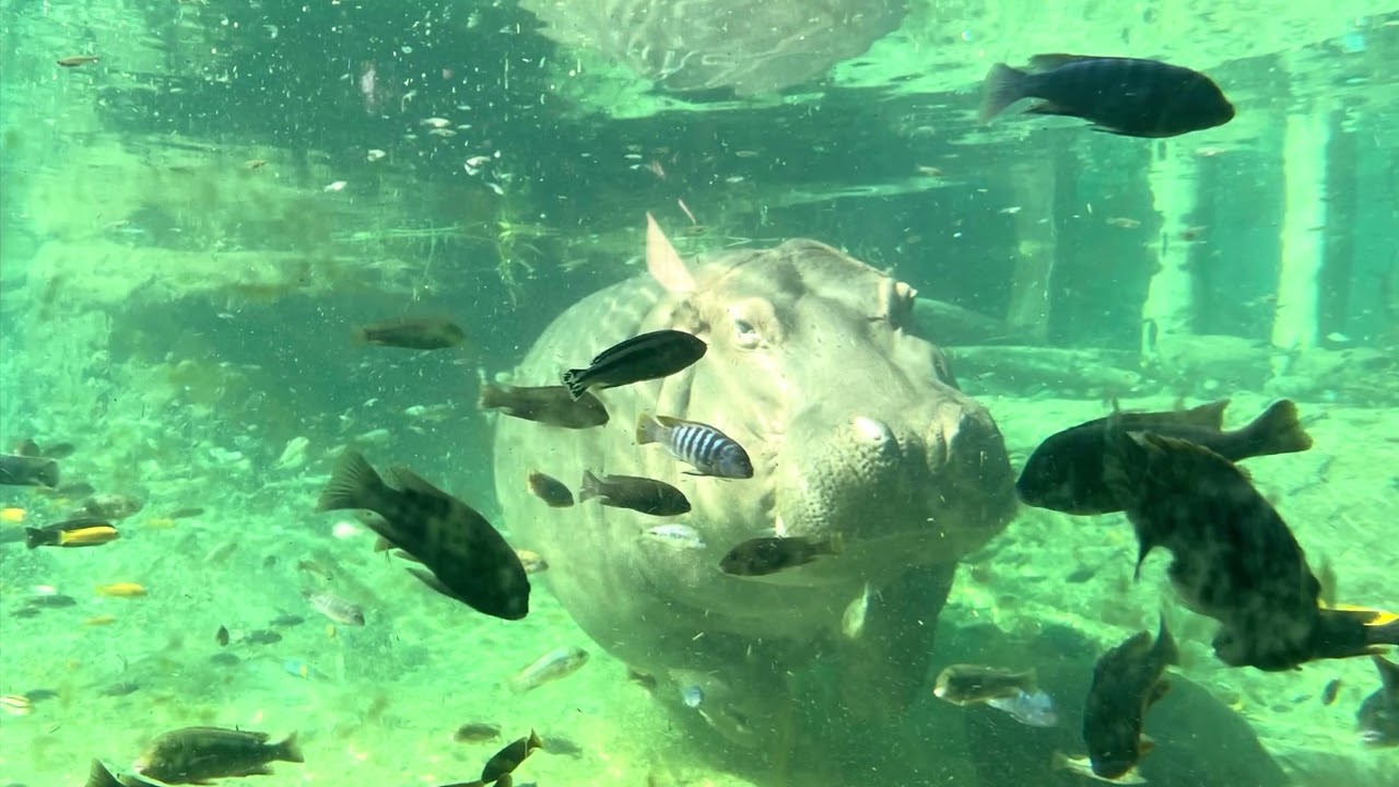 African Hippopotamus ￼🦛 H h is for Hippo 🦛 Educational for Kids