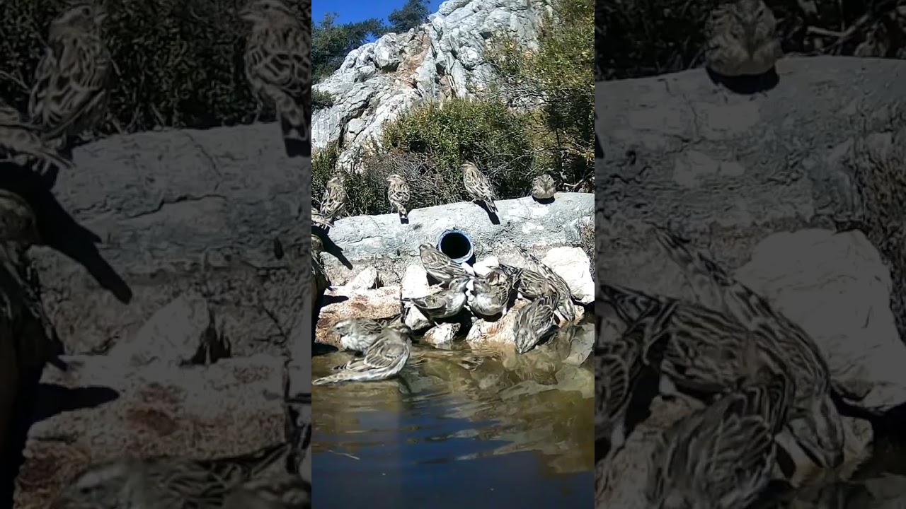 Susuz kuşları böyle mutlu görmediniz .