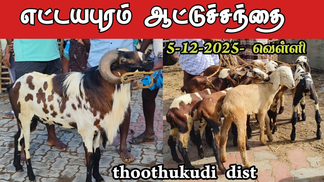 5-12-2025/ எட்டயபுரம் வெள்ளிக்கிழமை ஆட்டுச் சந்தை தூத்துக்குடி மாவட்டம் 