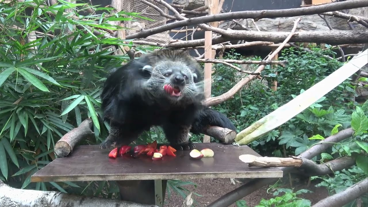 Binturong w Zoo Łódź