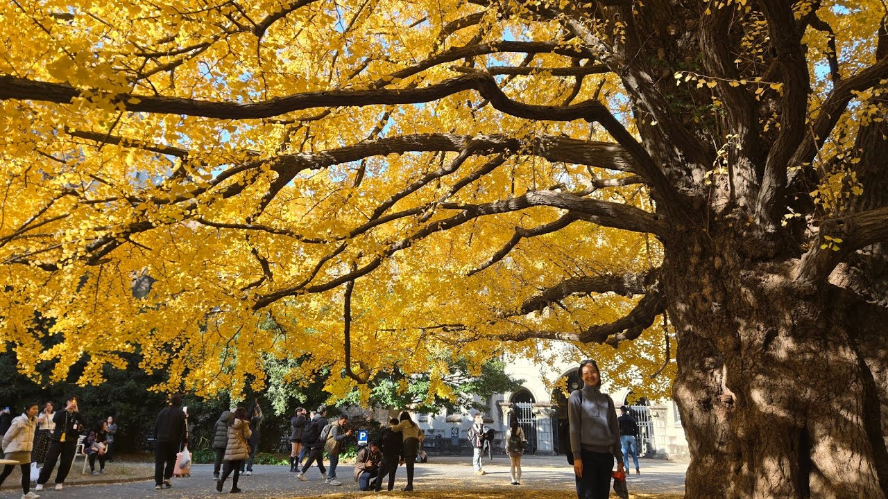 Tokyo Autumn at Ueno Park (lunch at Inshotei) and University of Tokyo