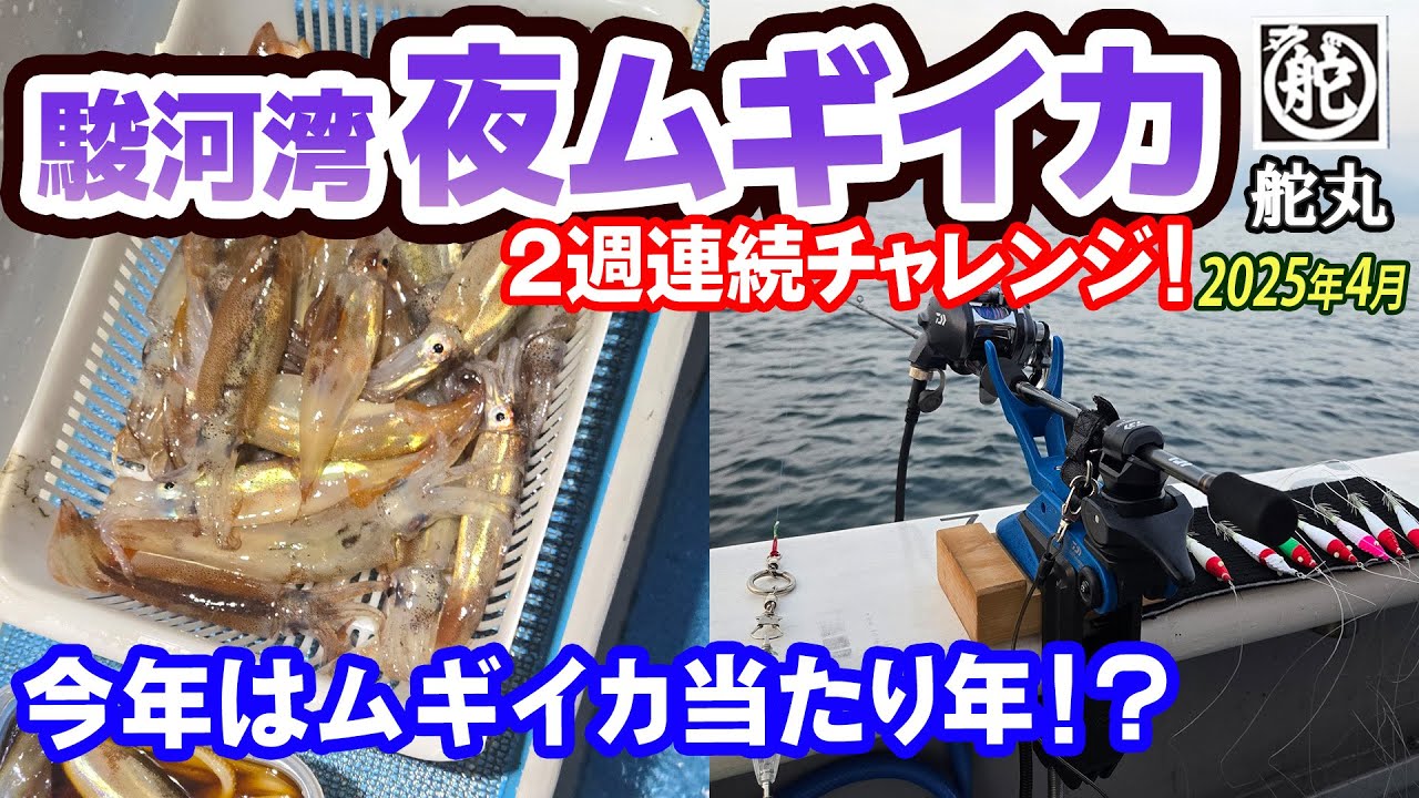 【駿河湾 夜ムギイカ】ムギイカ当たり年◎二週連続チャレンジ・初回タックル選択ミスからの翌週リベンジ成功！【沼津港 舵丸】《4K動画》2025.4.12&4.19