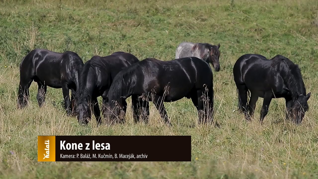 Kone z lesa
