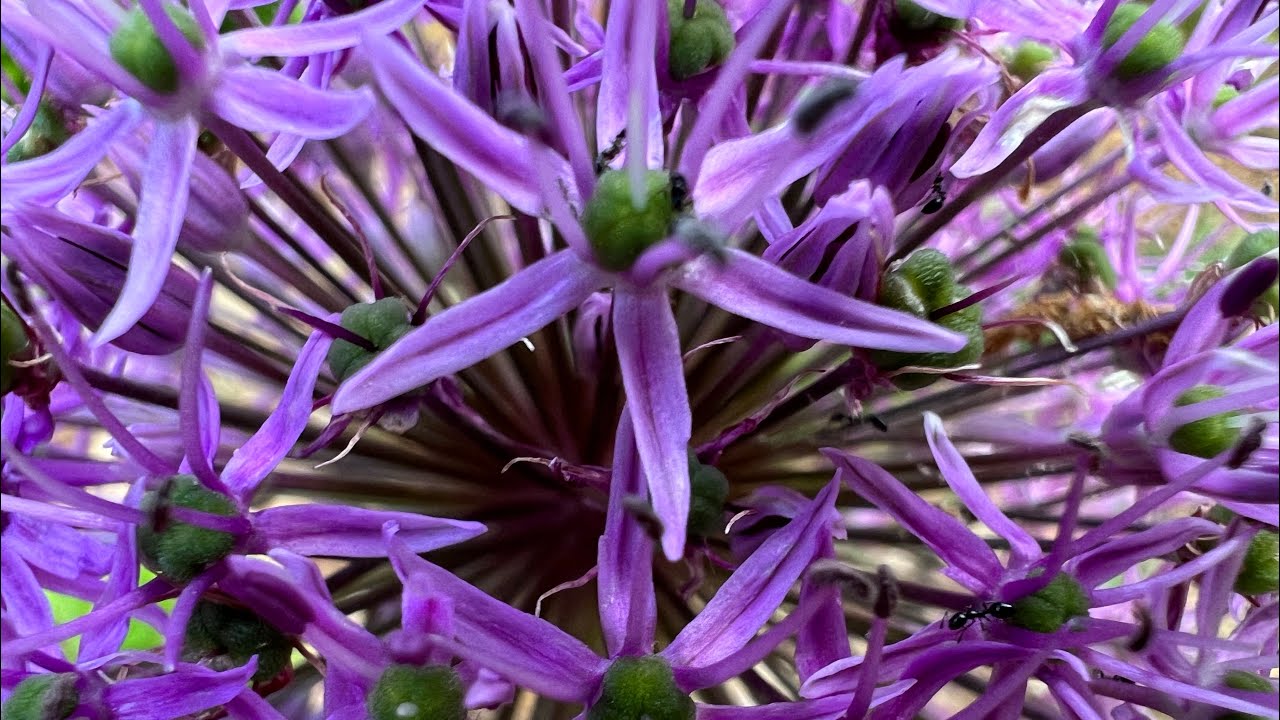 purple dream