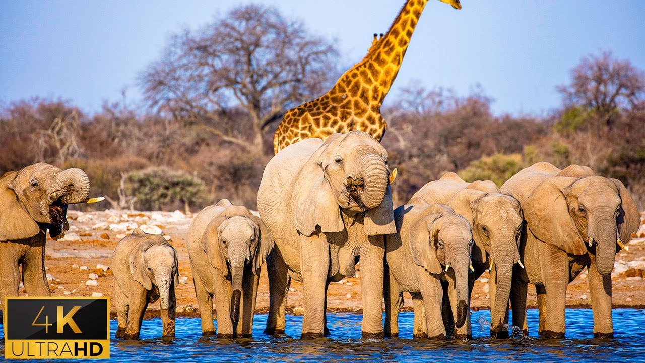 4K African Wildlife: Arusha National Park - Scenic Wildlife Film With Real Sounds