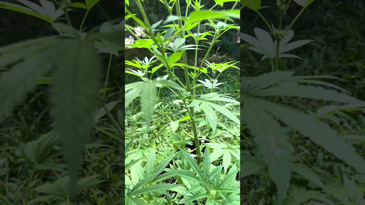 Holly Snow Day 46 Homegrown Cannabis in Tropical Thailand Weed Outdoor Grow marijuana 
