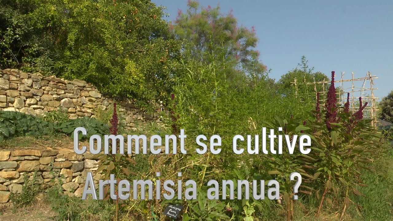 Comment cultiver l’armoise annuelle (Artemisia annua)