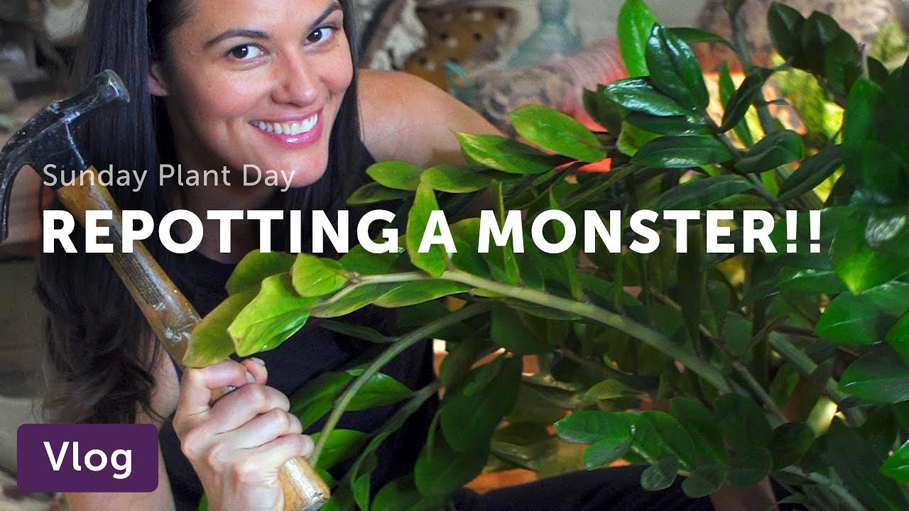 Repotting a Monster Zamioculcas zamiifolia (ZZ Plant)! — Vlog 017