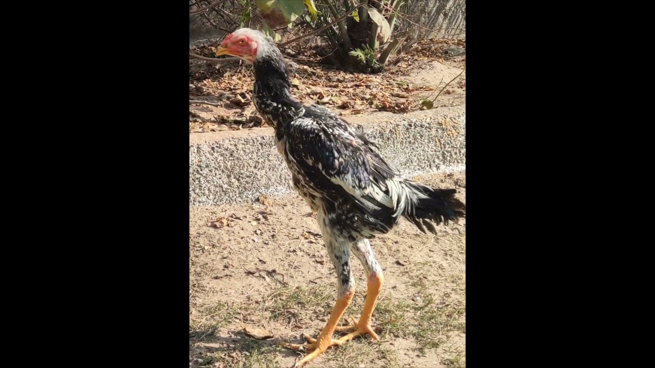 shamo chick 3  month fast growth
