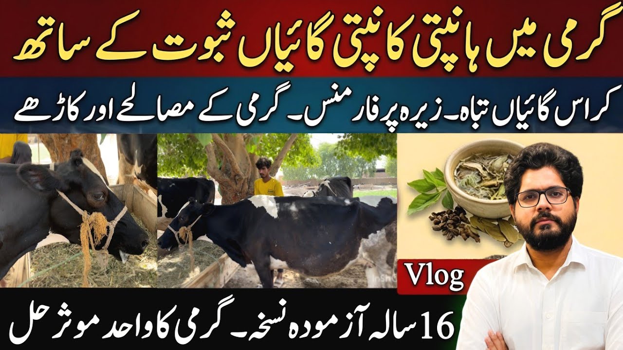 Cross cows summer me tabah II Garmi k masalah jaat aur karhay II 16 years summer experience 