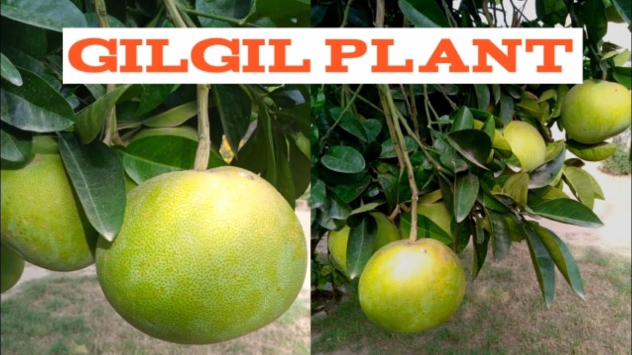 Gilgil Plant/ Chakotra Plant/ Pomelo Plant/ Gilgil fruit/ By ChandBe