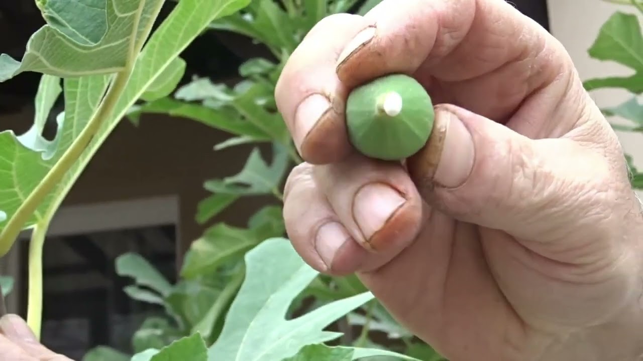 C&acirc;nd transplantezi un smochin